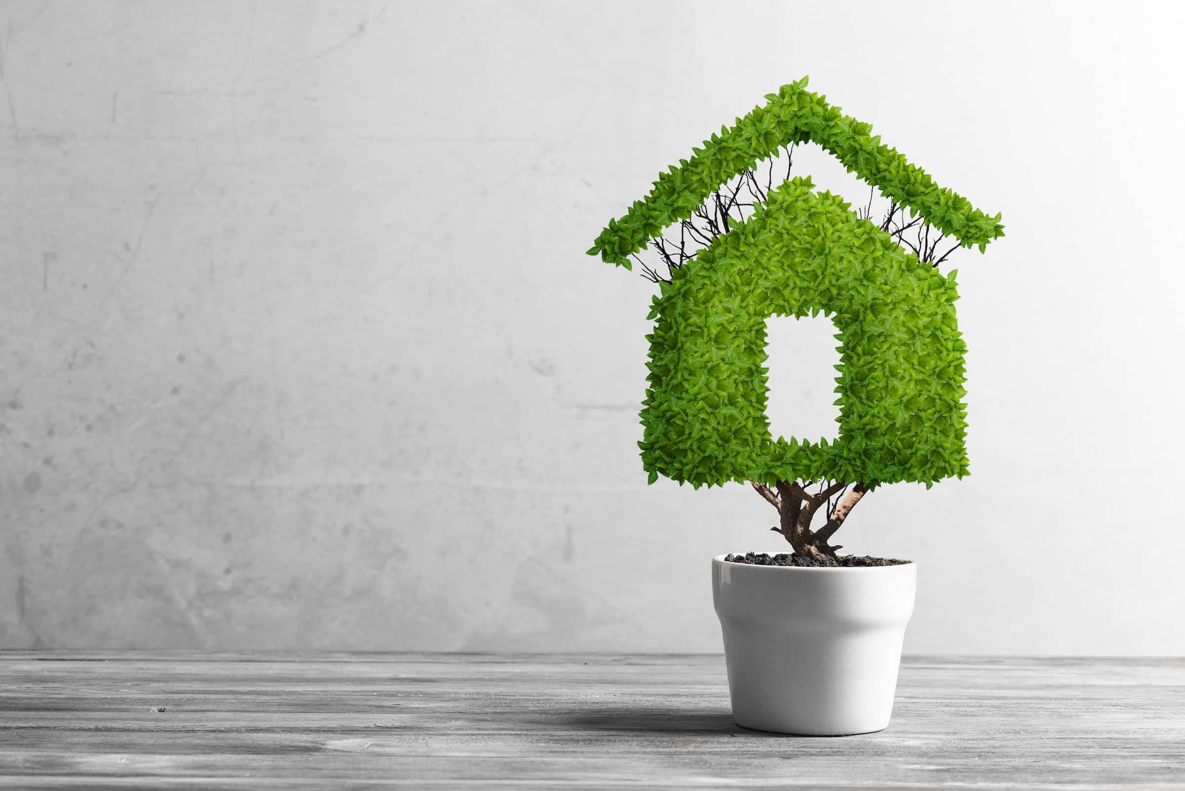 Green leafy plant grown in the shape of a house
